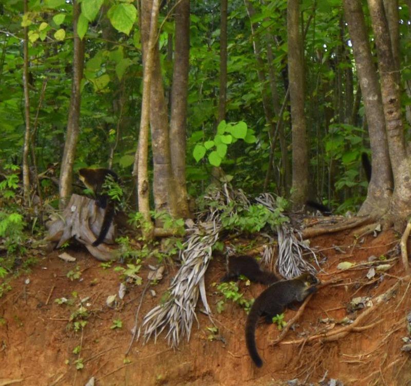 Villas Punta India Ostional Wildlife Refuge Luaran gambar