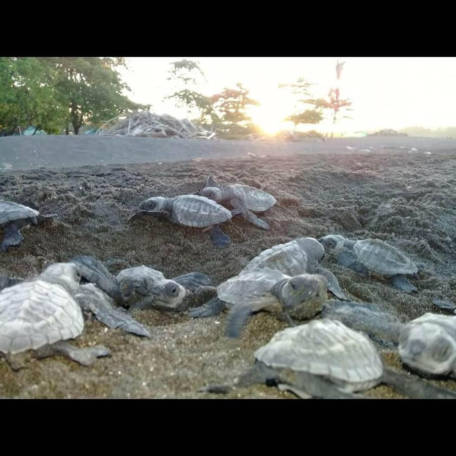 Villas Punta India Ostional Wildlife Refuge Luaran gambar